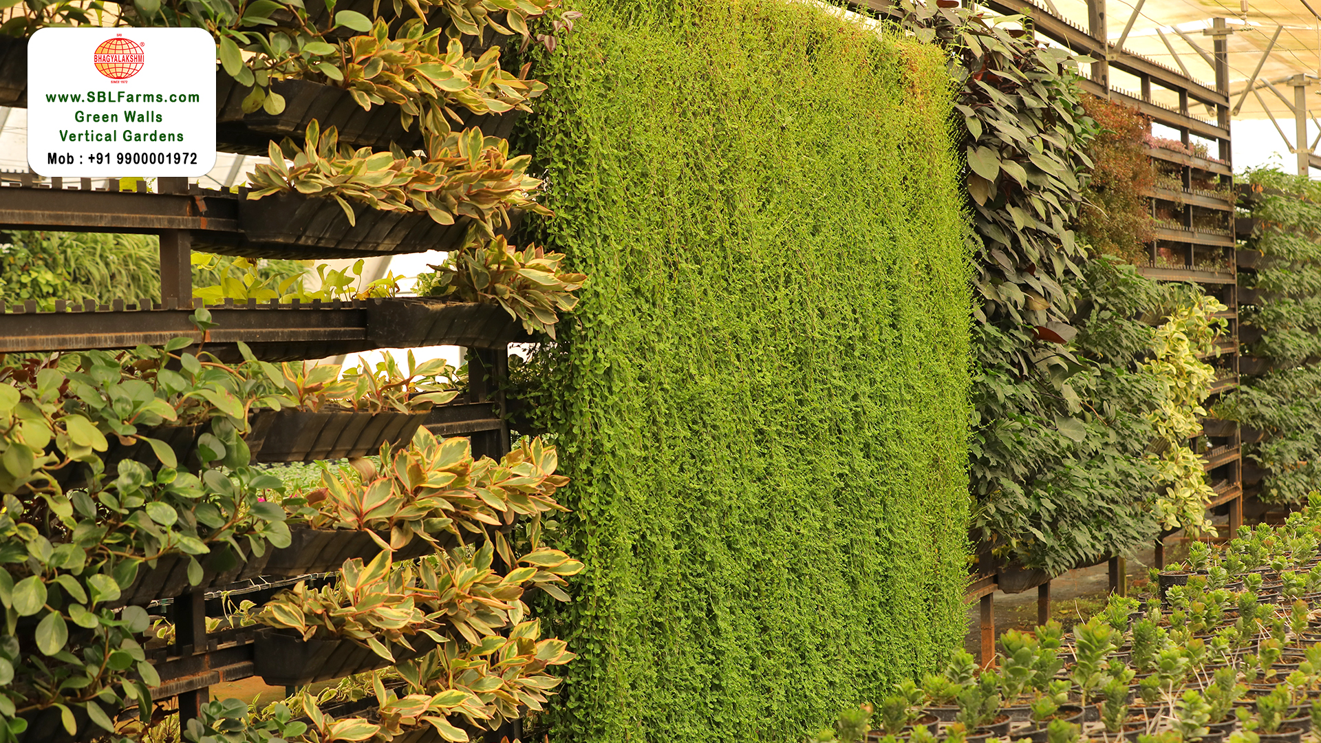 Sbl Farms Green walls and Living walls, Vertical Garden, Green wall or vertical garden design for home in bangalore